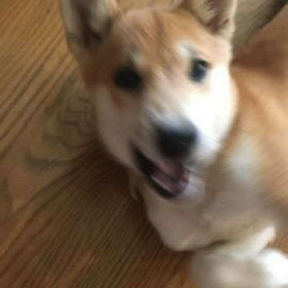 Meet your Posher, Amu - Picture 3 of 3